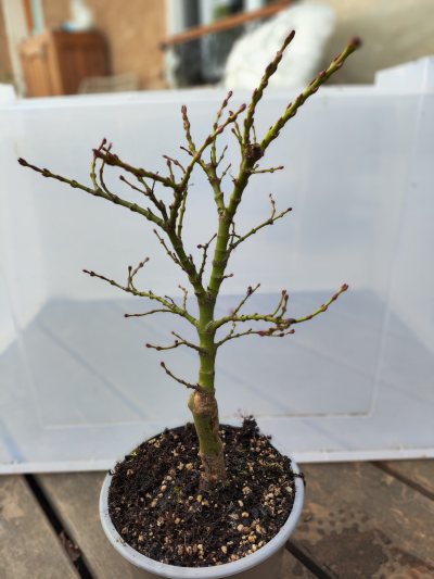 Acer mikawa