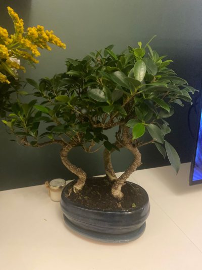 GROOT - II