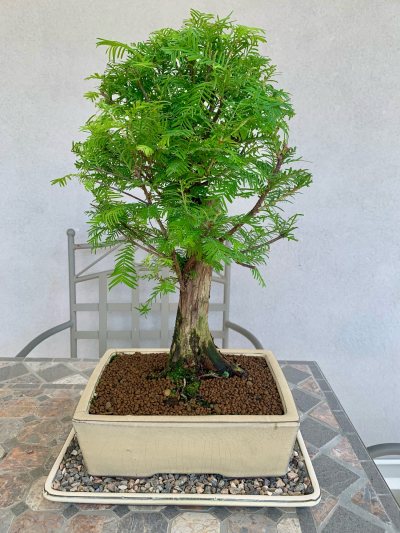 Metasequoia