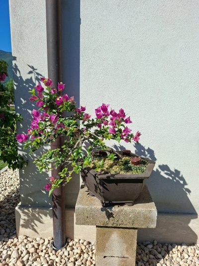 Buganvillea