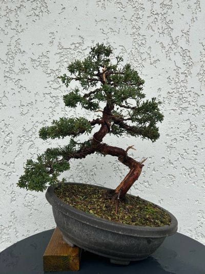 Genévrier Itoigawa