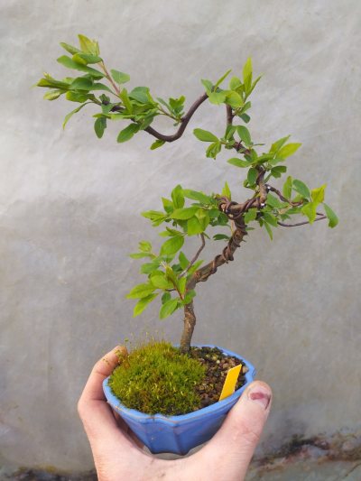 Prunus cerasifera bout