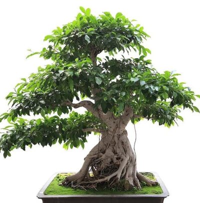 Banyan Feige