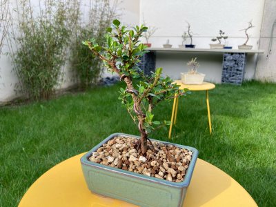 Cotoneaster