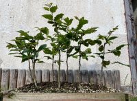 Pruning - 6/5/22 - Photo 1/1