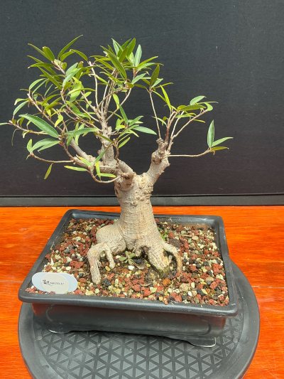 Ficus salicaria