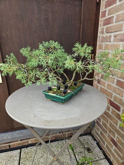 Juniperus communis