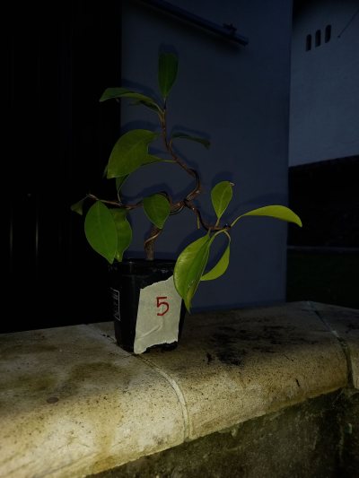Ficus 5