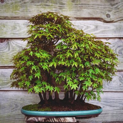 Forêt d'érable 94