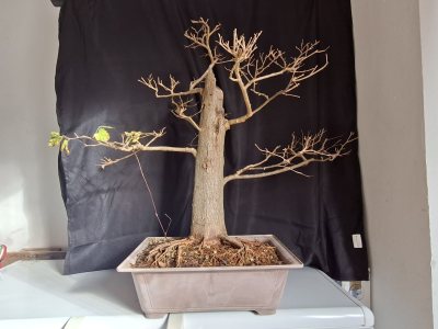 Gelso nero