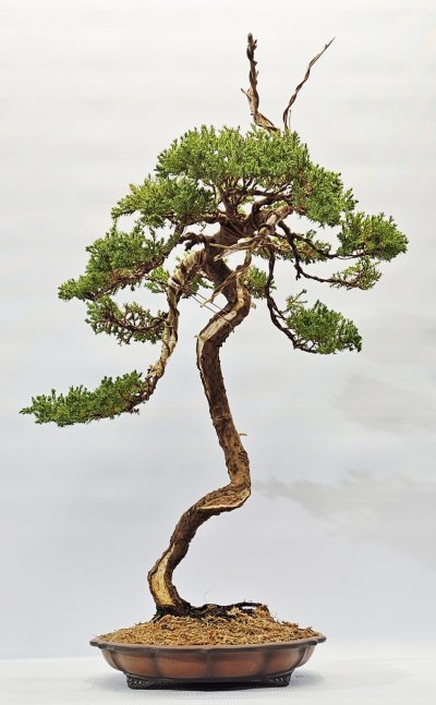 Juniper 2