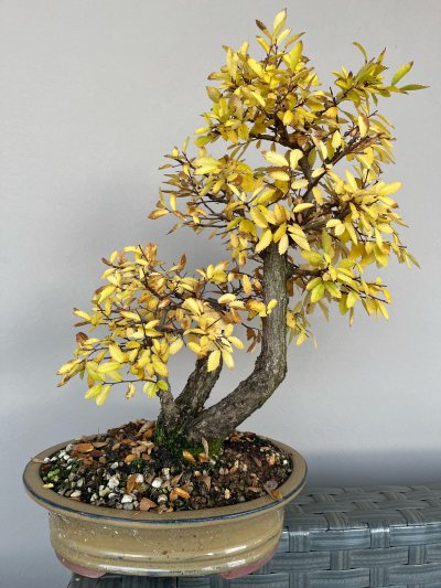 Zelkova