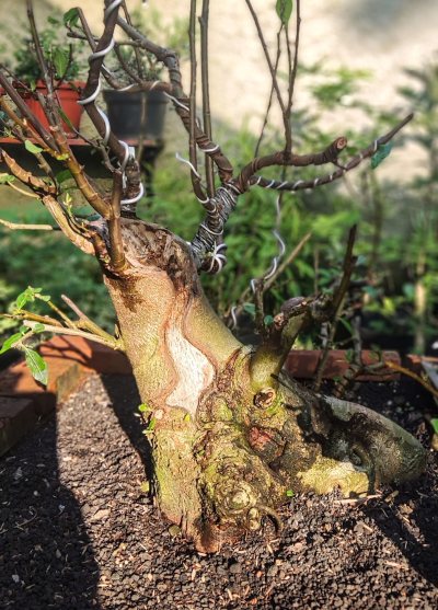 Anggur Brazil - Exposed roots