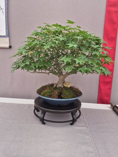 bonsai