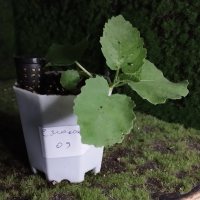 Umtopfen - 21.05.26 - Photo 1/1