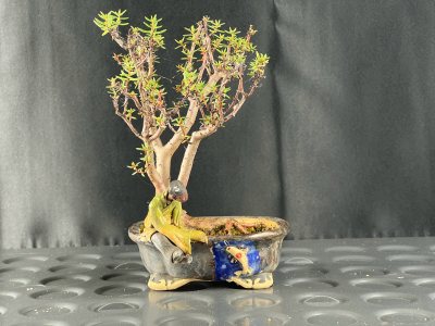 Crassula vieil homme
