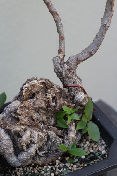 FICUS TIGER BARK #1