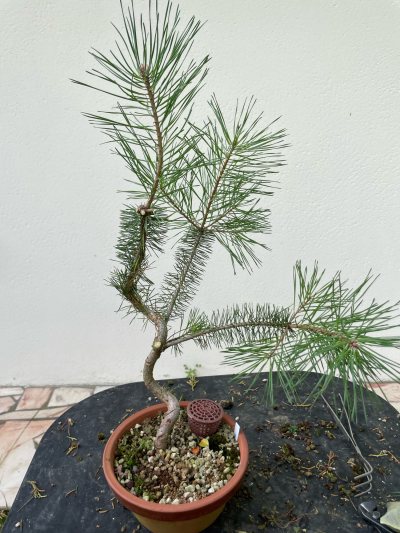 Pin Sylvestre Plant 1 - 2023