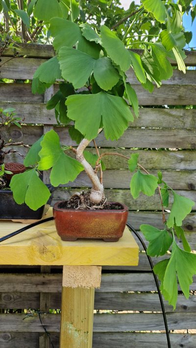 Ginkgo biloba