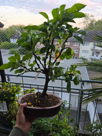 Zierapfel Golden Hornet