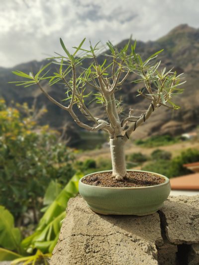 Tabaiba dulce