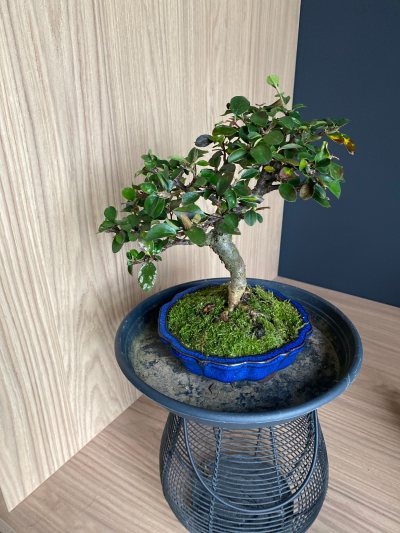 Cotoneaster horizontal