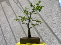 Beschneiden und Drahten - 25.05.24 - Photo 1/2