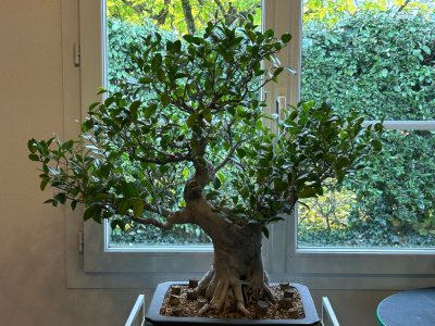 Ficus