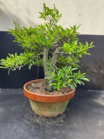 Pyracantha grand