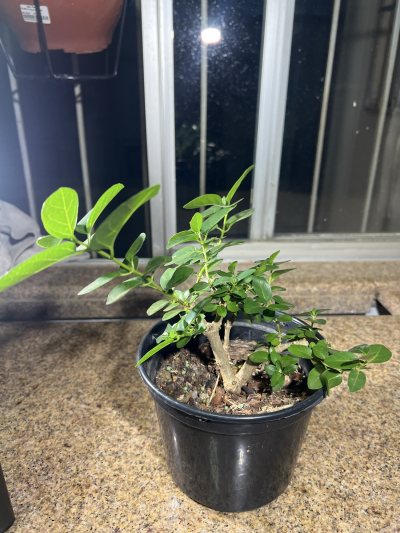 Premna