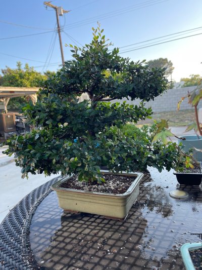 Chinese Elm