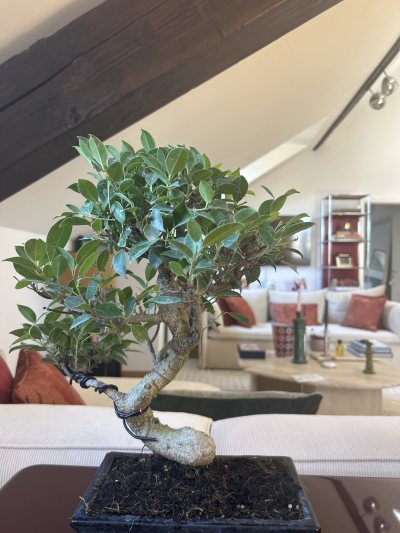 Mimi