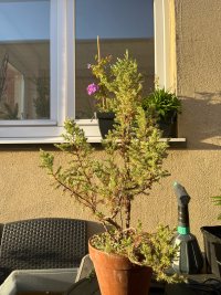 Beschneiden - 07.09.25 - Photo 1/4