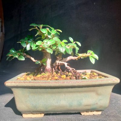 Cotoneaster dammeri