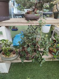 Прищипывание - 17.09.2026 - Photo 1/1