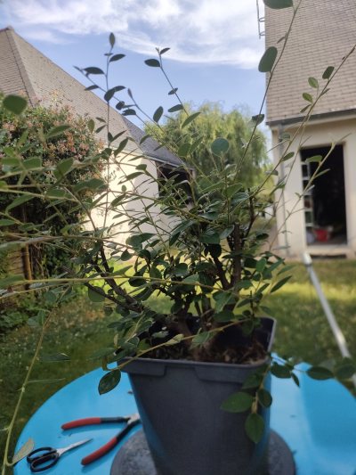 Cotoneaster laiteux