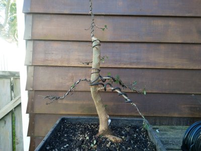 Chinese Elm 009