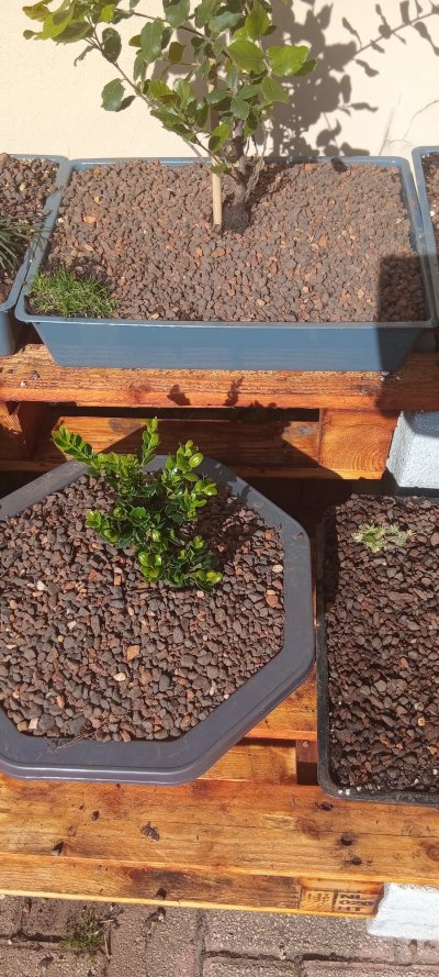 Boxwood