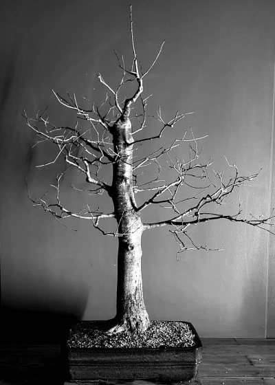 Quercus #1