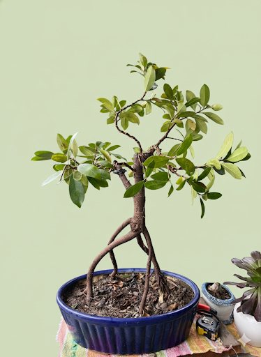 My 1st Negari (Roots in the air)