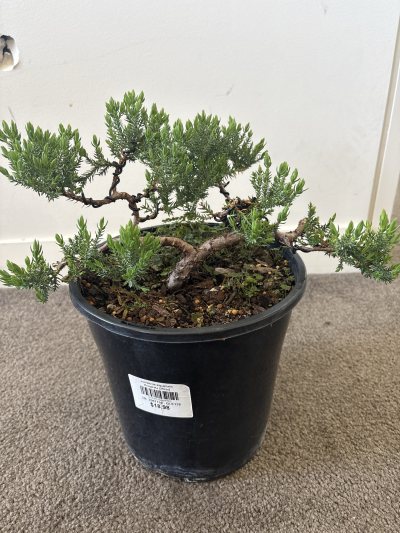 Little Juniper