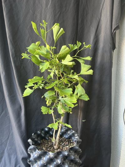 Ginkgo Biloba 2