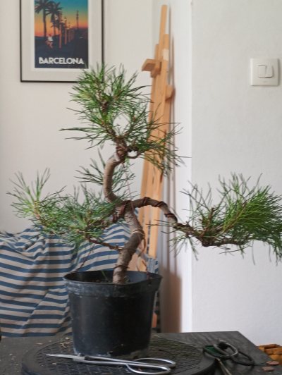 Pin Sylvestre 2