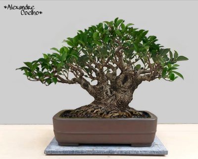 Ficus Tiger