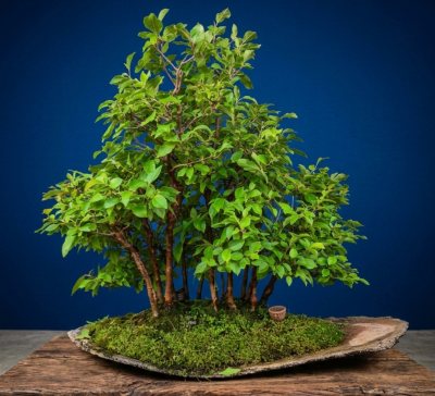 Stewatia foret