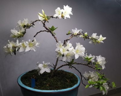 Azalée White Lady