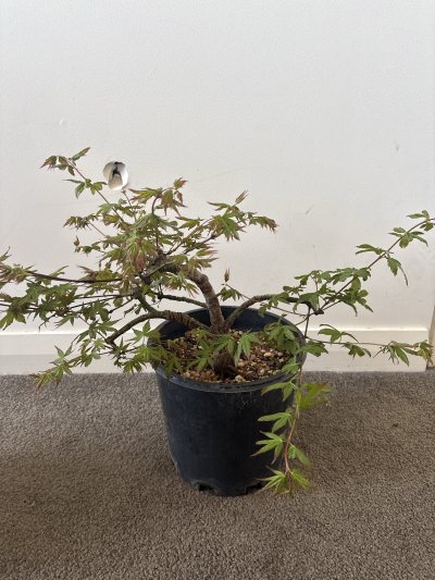 Nursery Japanese Maple