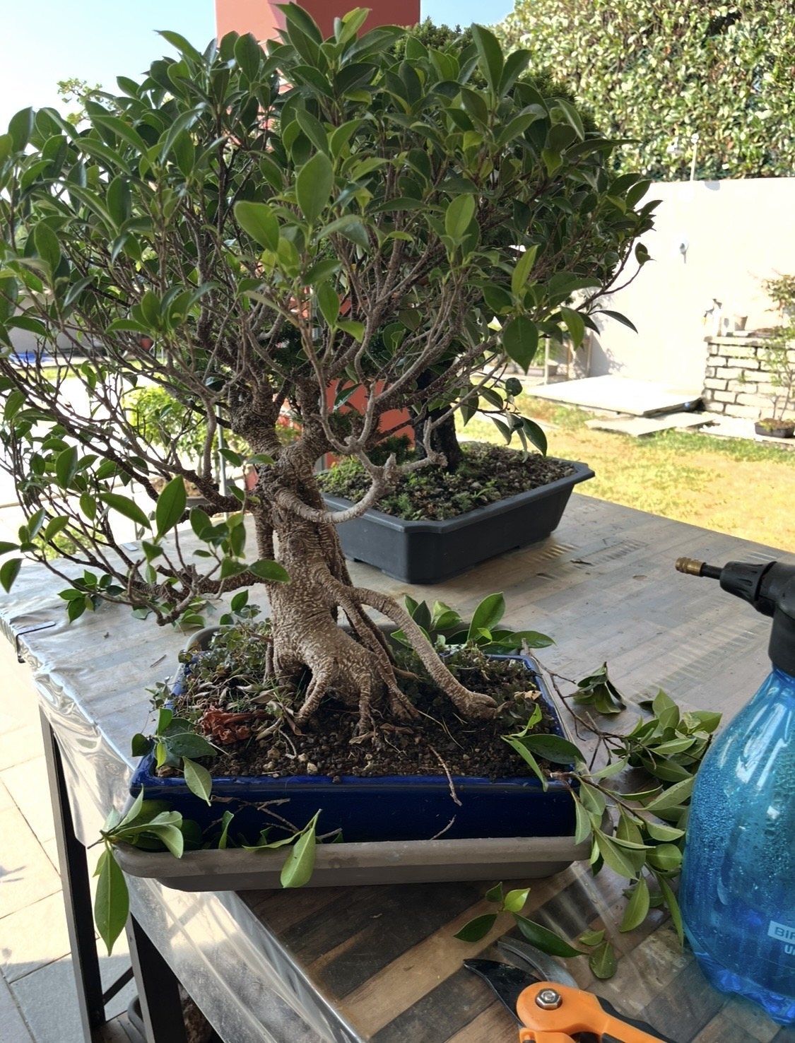 Photo 11