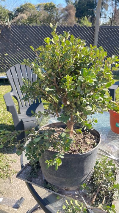 Buxus 1