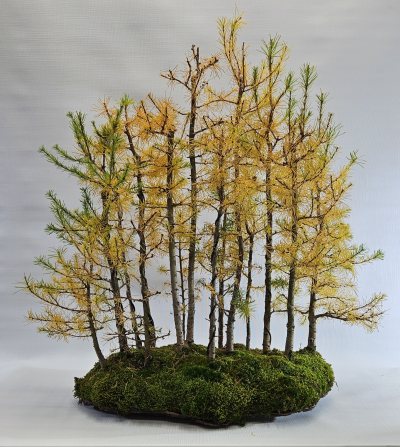 Larch Forest